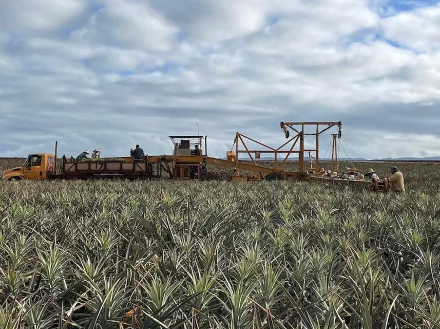 Oahu: North Shore Dole Pineapple Farm Tour - Should you book the Dole pineapple farm tour?