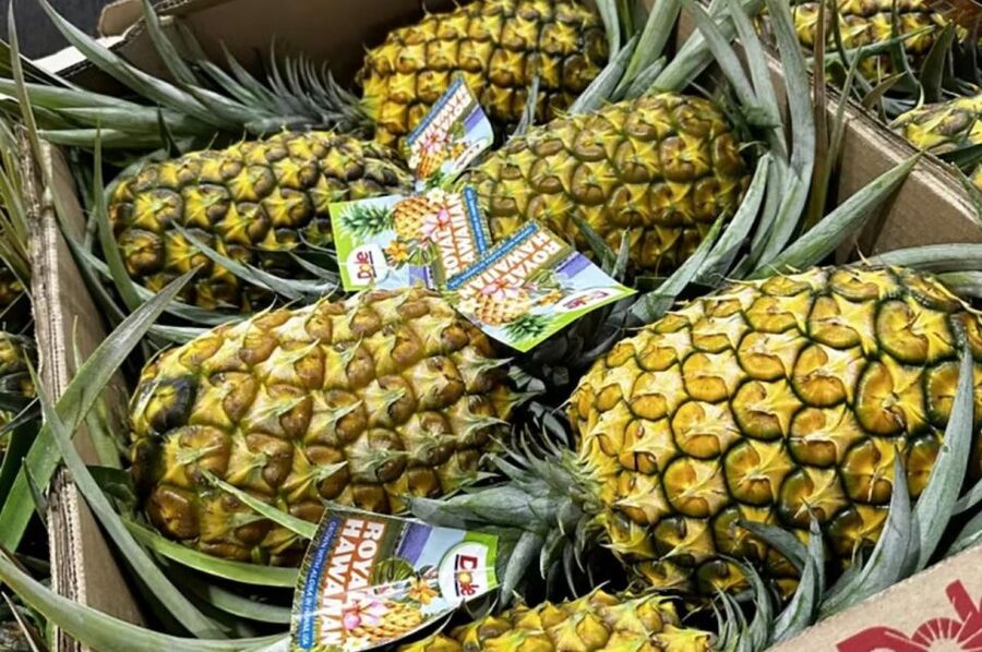Oahu: North Shore Dole Pineapple Farm Tour - Dole shows the work behind the fruit
