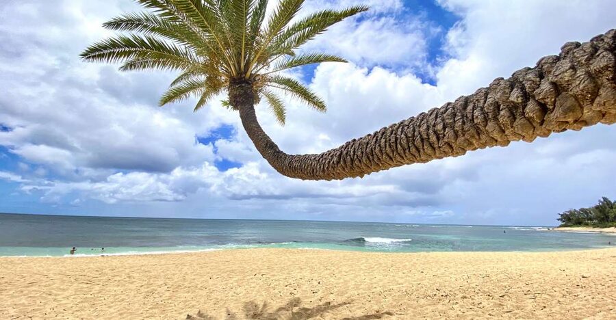 Oahu: North Shore Experience and Dole Plantation - Key points to know before booking