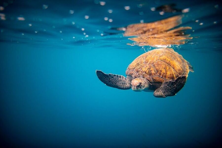 Oahu: North Shore Haleʻiwa: Private Boat Charter - Watching the North Shore from the water