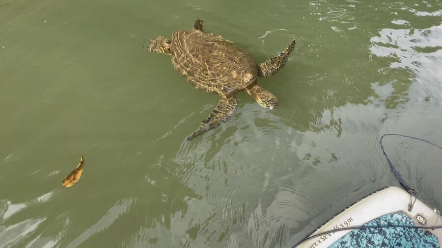 Oahu: North Shore Haleiwa Paddleboard River Adventure - Who will enjoy this Haleiwa river outing