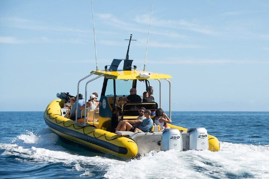 Oahu: North Shore Marine Life Tour from Haleiwa - Looking for dolphins, turtles, sharks, and rays