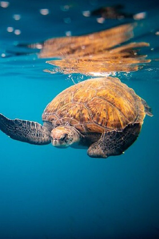 Oahu: North Shore Snorkeling Tour from Haleiwa - The Rambo II ride toward Waimea Bay