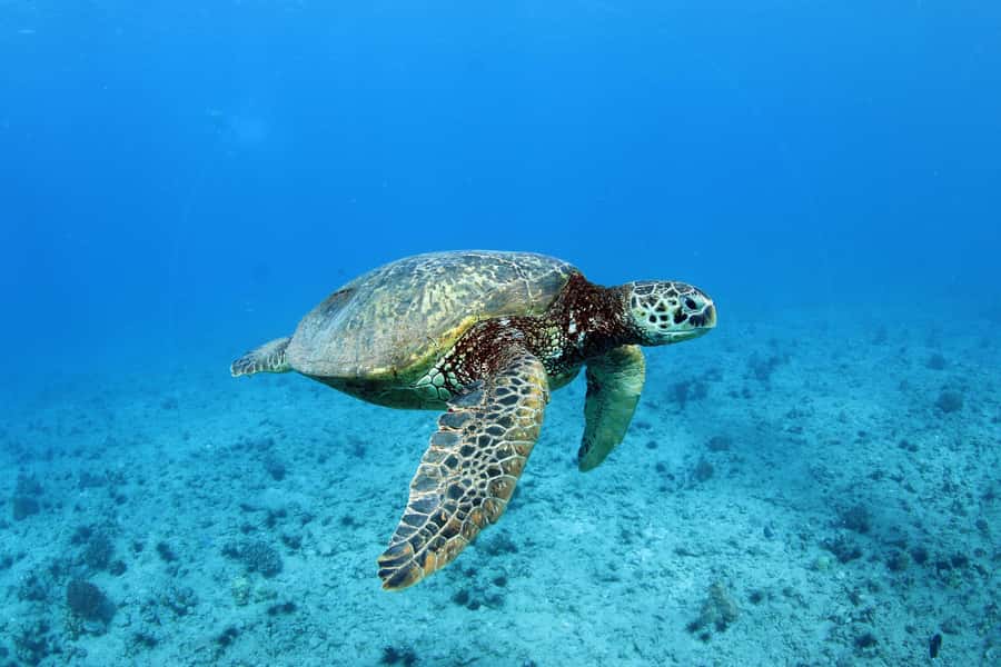 Oahu: Off road Stand-Up ATV and Sunset Snorkel Cruise - Safety, group size, and who will enjoy it