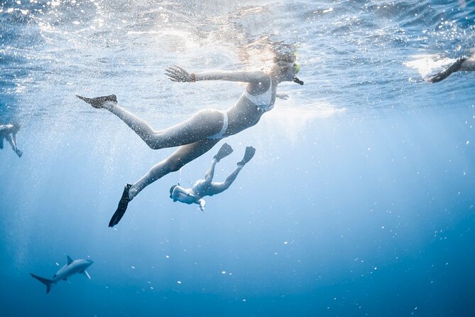 Oahu Open Water Shark Diving Experience - What the Haleiwa Meeting Point Sets Up