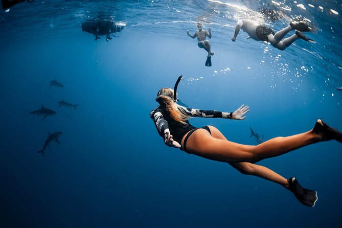 Oahu Open Water Shark Diving Experience - Waimea Bay and Puaena Point on the Route