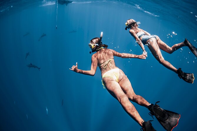Oahu Open Water Shark Diving Experience - Why the Small Boat Size Matters