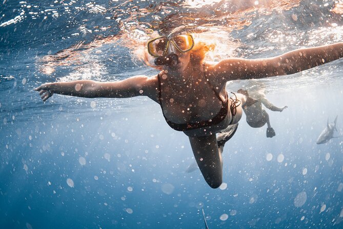 Oahu Open Water Shark Diving Experience - Underwater Photography: Worth the Extra Cost?