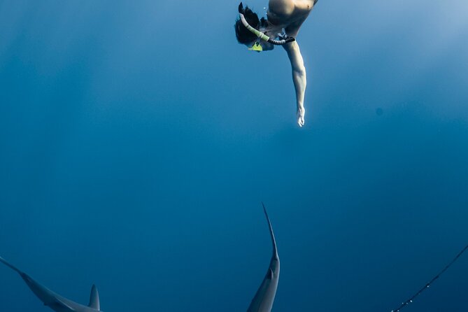 Oahu Open Water Shark Diving Experience - Is $150 a Fair Price?
