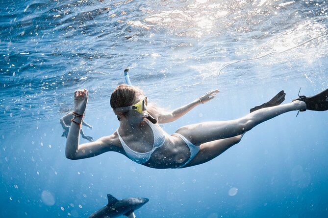 Oahu Open Water Shark Diving Experience - Haleiwa to the North Shore Waters