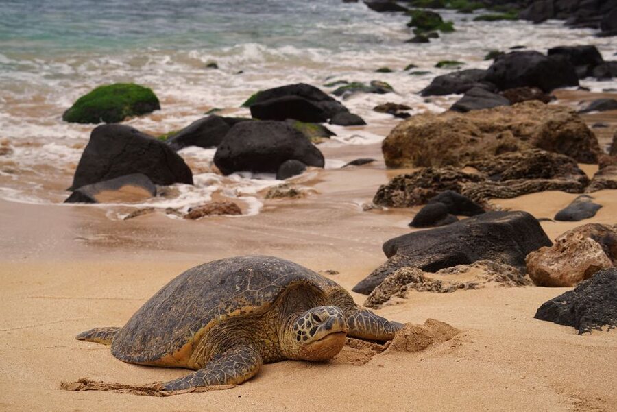 Oahu: Private Best of Oahu Sightseeing Tour - Should you book it?