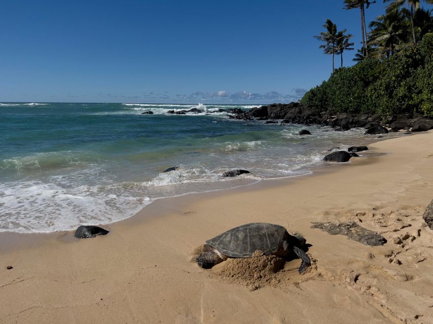 Oahu: Private Best of Oahu Sightseeing Tour - Pick the Tropical East side for cliffs, beaches, and mountain views
