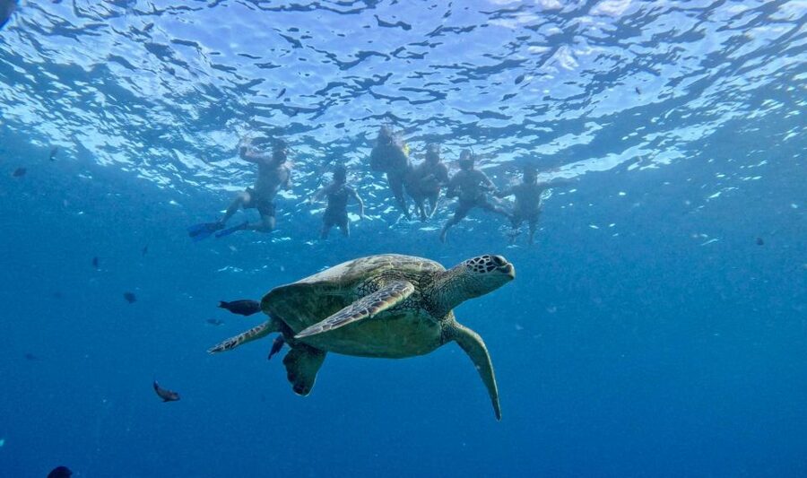 Oahu: Private Turtle Snorkeling with Customizable Itinerary - Practical ways to get more from the two hours