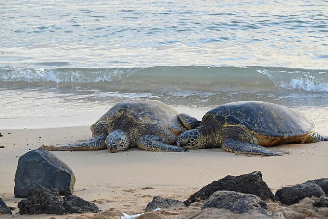 Oahu's Cheapest Circle Island Tour - Shrimp, fruit stands, and the North Shore surf coast