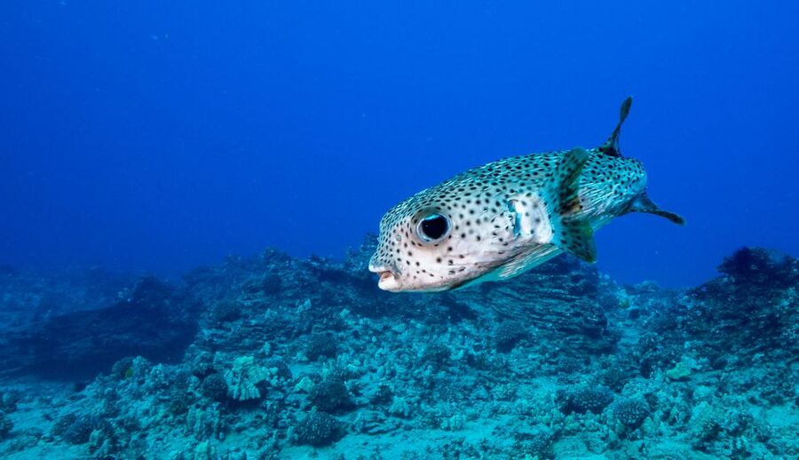 Oahu: Shallow Reef Scuba Dive for Certified Divers - Key points at a glance