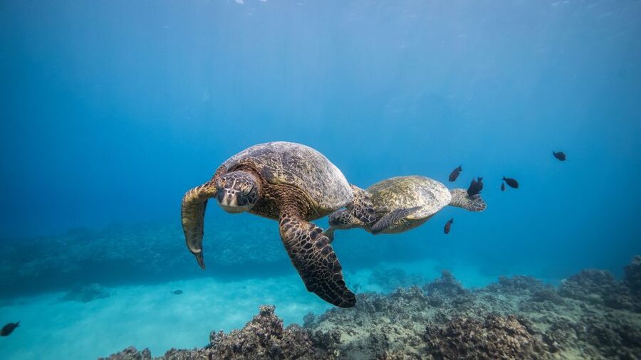 Oahu: Shallow Reef Scuba Dive for Certified Divers - First underwater session: a gentle start among reef life