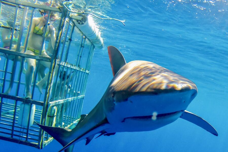 Oahu: Shark Cage Dive on the North Shore - Key points to know before booking