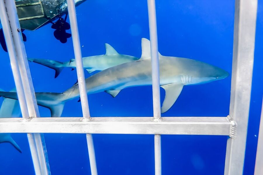 Oahu: Shark Cage Dive on the North Shore - Should you book the North Shore shark cage experience?