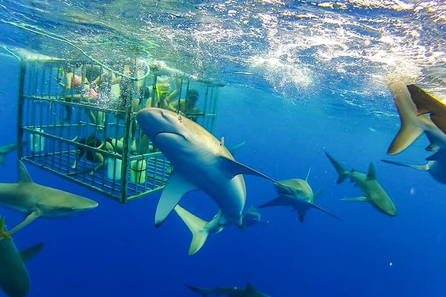 Oahu: Shark Cage Dive on the North Shore - A North Shore boat ride with sharks ahead