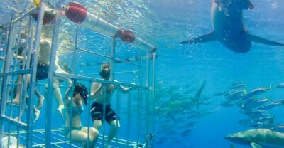 Shark Cage Dive on the North Shore