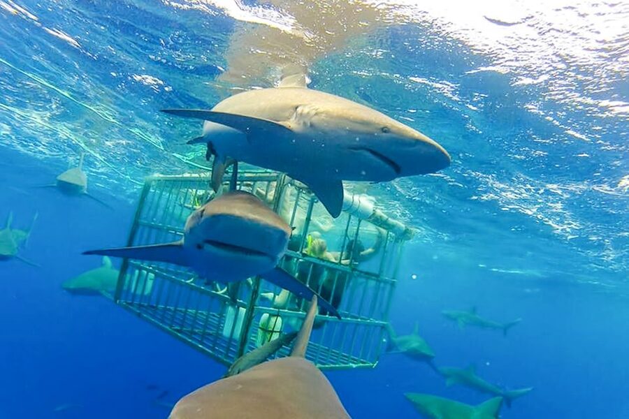 Oahu: Shark Cage Dive on the North Shore - Safety, waves, and motion sickness