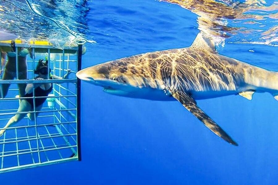 Oahu: Shark Cage Dive on the North Shore - Whales, dolphins, and other ocean life
