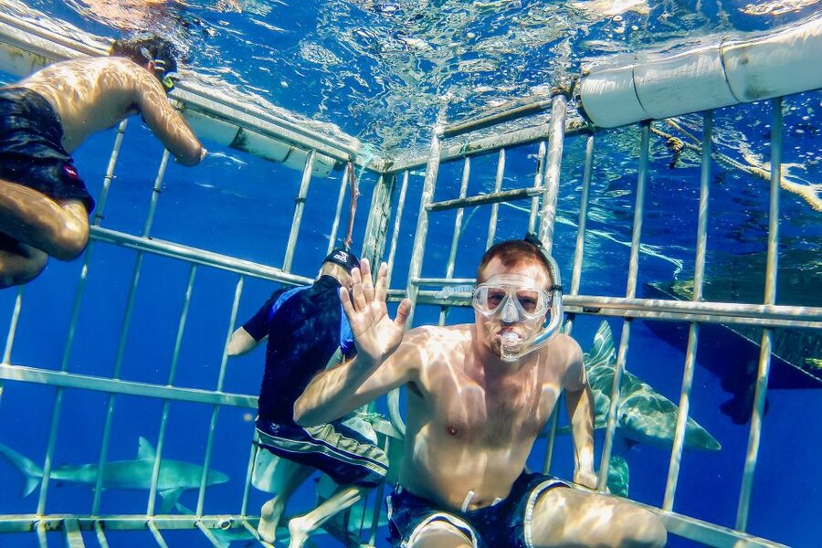 Oahu: Shark Cage Dive on the North Shore - Photos without losing the moment