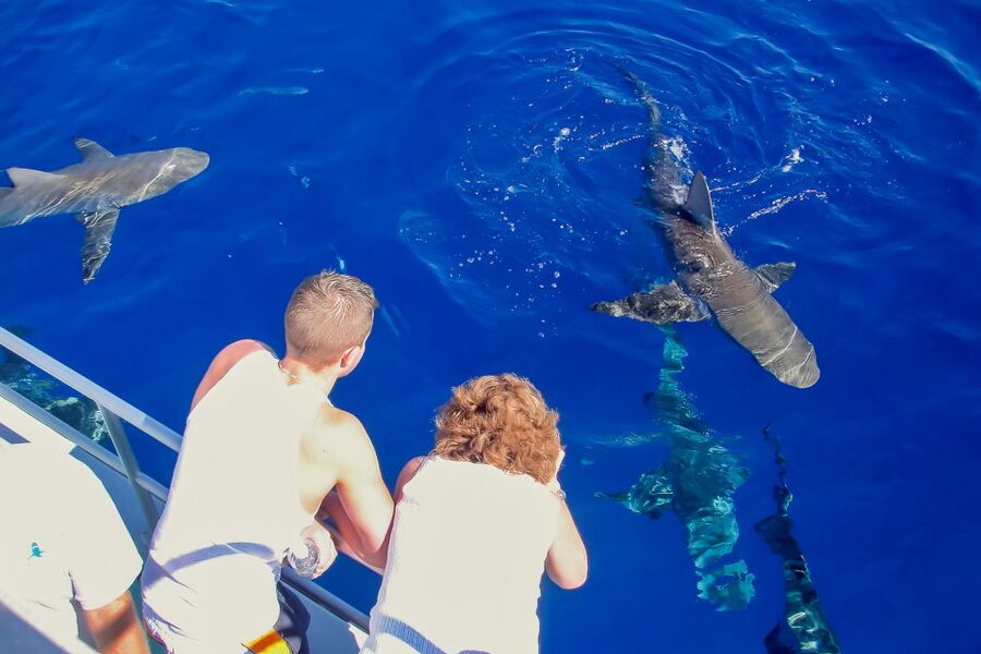 Oahu: Shark Cage Dive on the North Shore - Who will enjoy this most