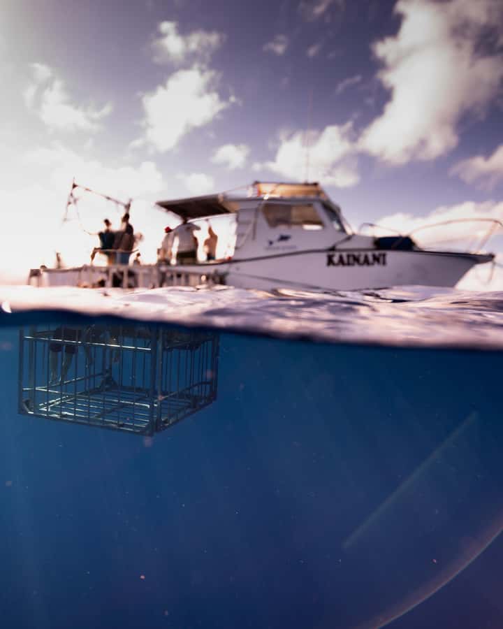 Oahu: Shark Cage Diving Experience - Getting Ready for the Floating Cage