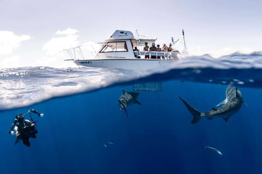Oahu: Shark Cage Diving Experience - The Shark Talk Adds Meaning to the Encounter