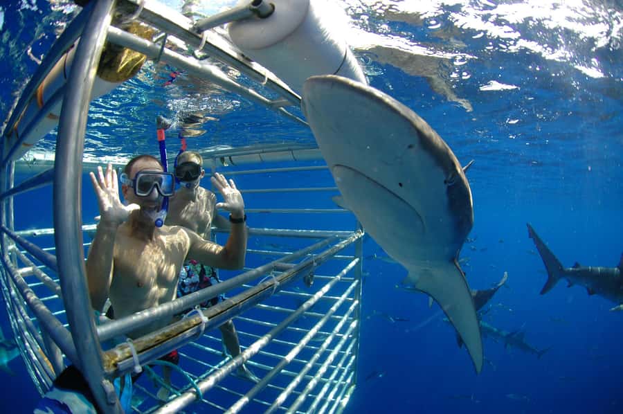 Oahu: Shark Cage Diving Experience - What the Two Hours Feel Like