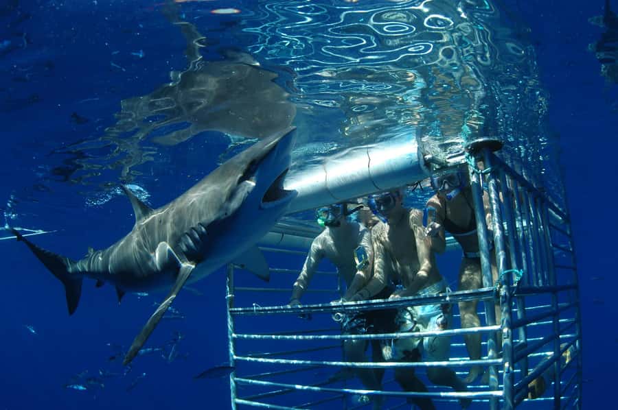 Oahu: Shark Cage Diving Experience - Who Will Get the Most From This Experience?