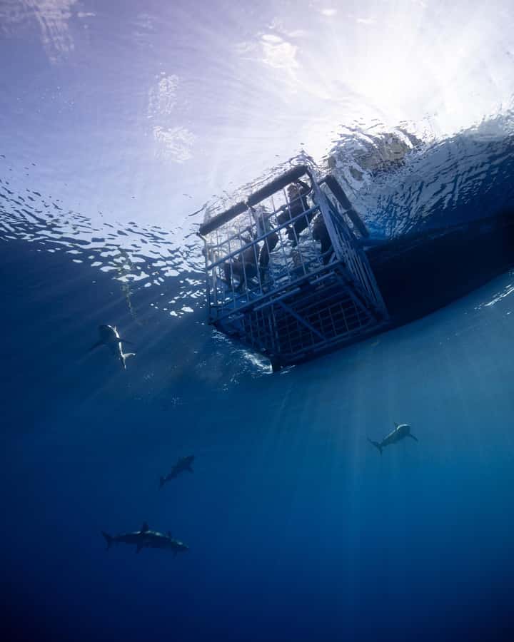 Oahu: Shark Cage Diving Experience - Watching Galapagos and Sandbar Sharks