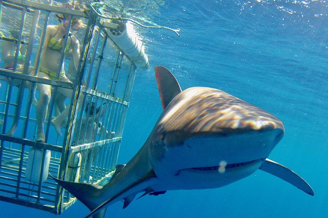 Oahu Shark Dive - Leaving Haleiwa for the shark grounds