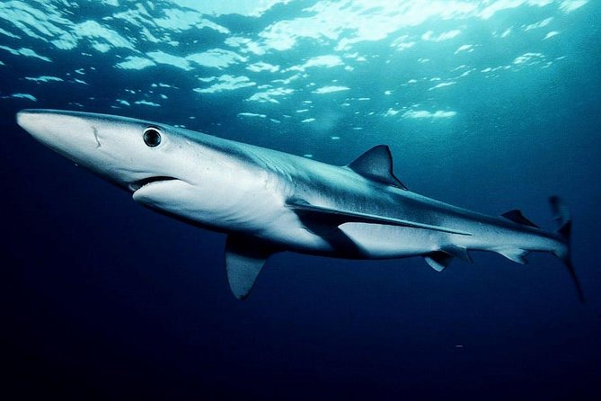 Oahu Shark Dive - Staying on deck can still be a highlight
