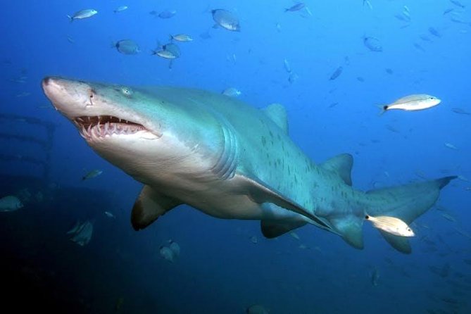 Oahu Shark Dive - Rough water and seasickness are the real drawbacks