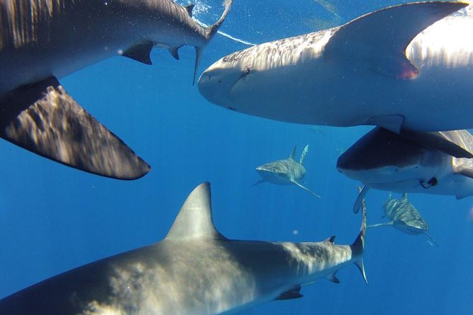 Oahu Shark Dive - Why the $99.48 price can make sense