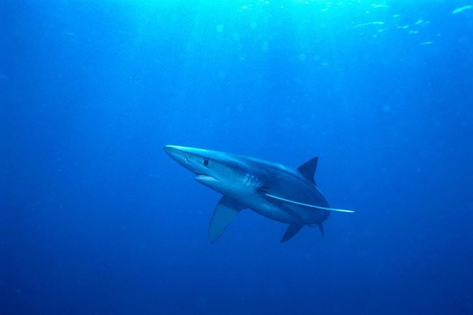 Oahu Shark Dive - Who will get the most from this experience