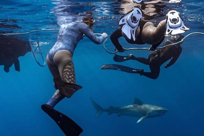 Oahu Shark Dive Educational Tour (No cage) - Swimming With Sharks Three Miles Off Haleʻiwa