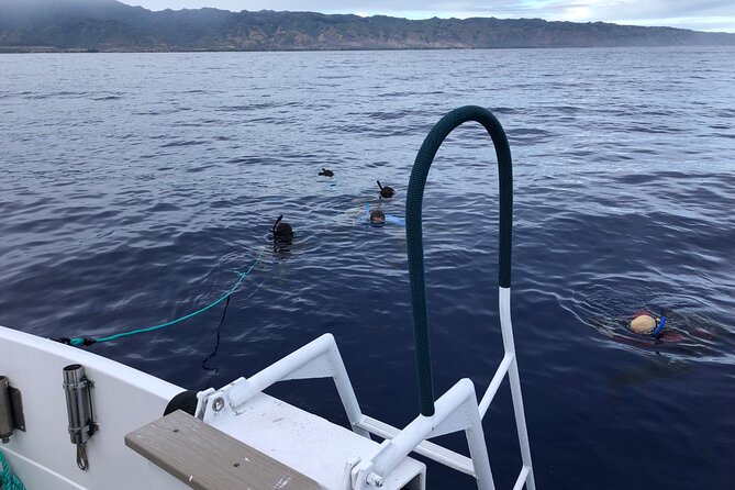Oahu Shark Dive Educational Tour (No cage) - What Happens at Haleʻiwa Boat Harbor