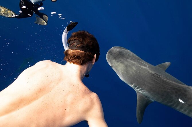 Oahu Shark Dive Educational Tour (No cage) - Is $155 a Fair Price?