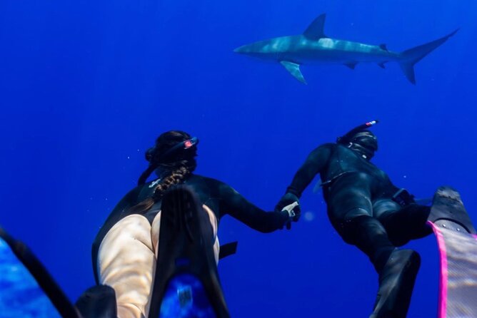 Oahu Shark Dive Educational Tour (No cage) - Weather, Cancellations, and Timing