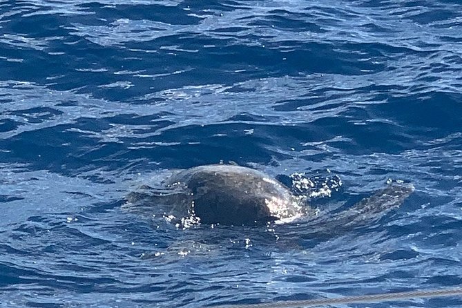Oahu Small Group Snorkel Tour with Yacht Cruise - Lunch served from the yacht kitchen