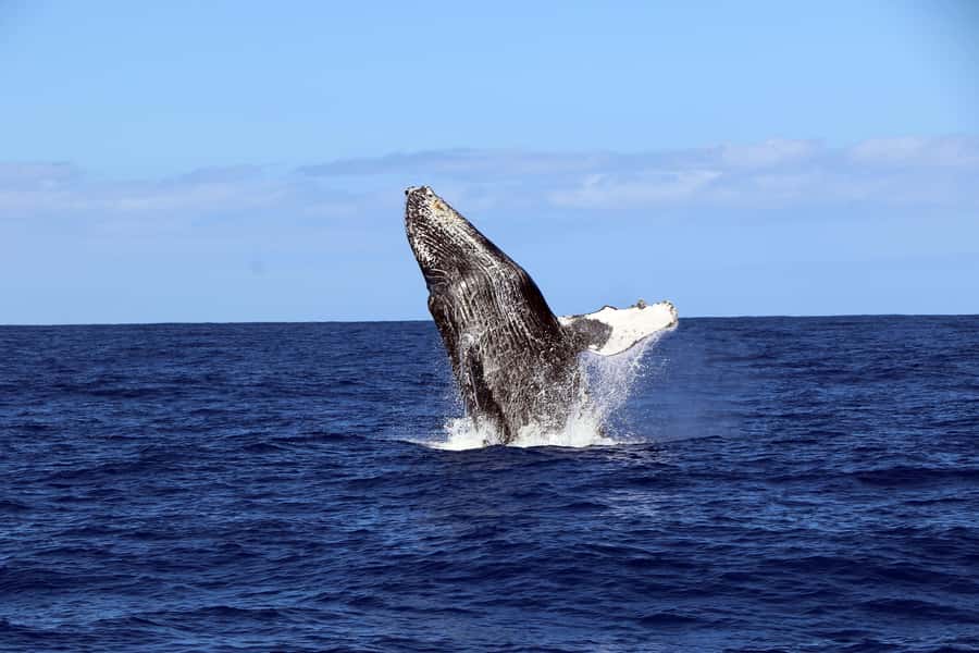 Oahu: Snorkeling & Dolphin Watch Cruise with Hawaiian Buffet - Choosing morning, afternoon, or sunset