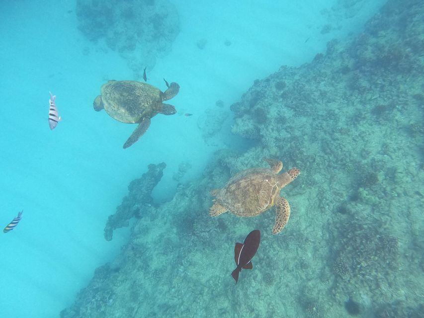 Oahu Snorkeling with Turtles, Water Scooter, Paddleboard - Key points to know before booking
