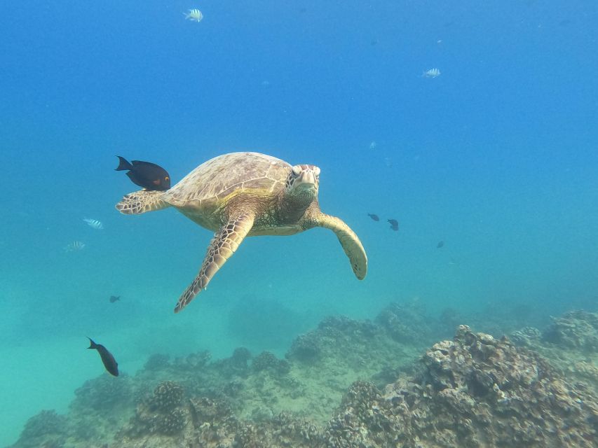 Oahu Snorkeling with Turtles, Water Scooter, Paddleboard - Musubi, noodles, and snacks after the swim