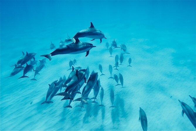 Oahu: Swim with Dolphins on the West Coast - Key details before you reserve