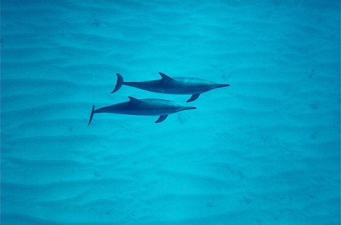 Oahu: Swim with Dolphins on the West Coast - The important spinner dolphin rule