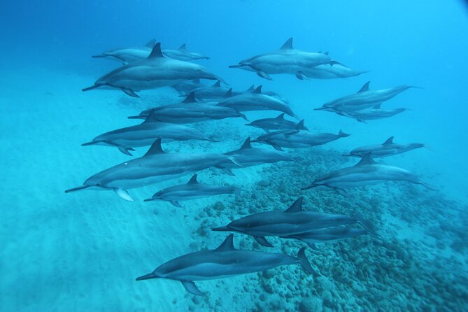 Oahu: Swim with Dolphins on the West Coast - Reef snorkeling with turtles, fish, and octopus