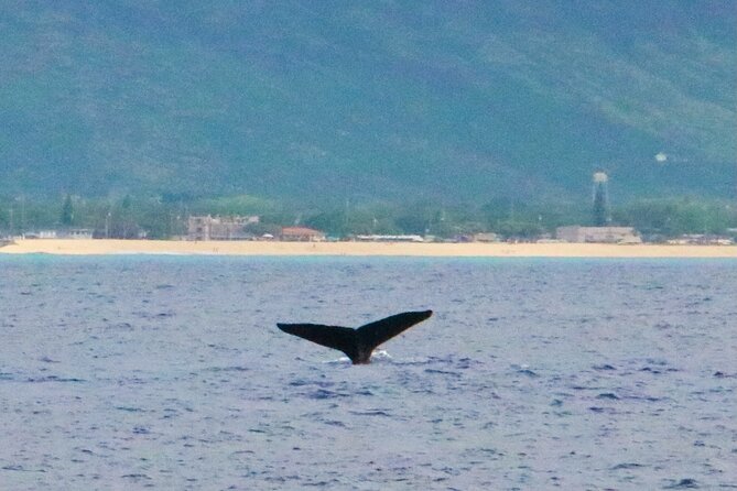 Oahu: Swim with Dolphins on the West Coast - Lunch, photography, and the crew